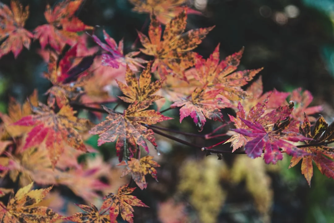 Tree in Japan